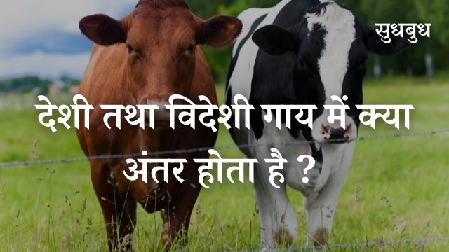 देशी तथा विदेशी गाय में क्या अंतर होता है ? | Differences between an Indian cow and a Jersey cow in Hindi