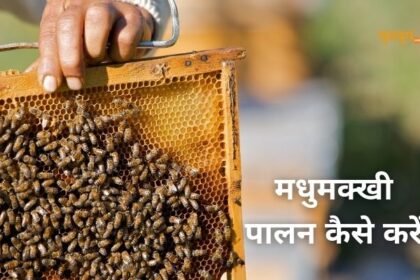 मधुमक्खी पालन (madhumakhi palan)