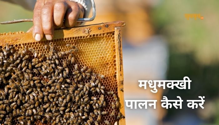  मधुमक्खी पालन (madhumakhi palan)